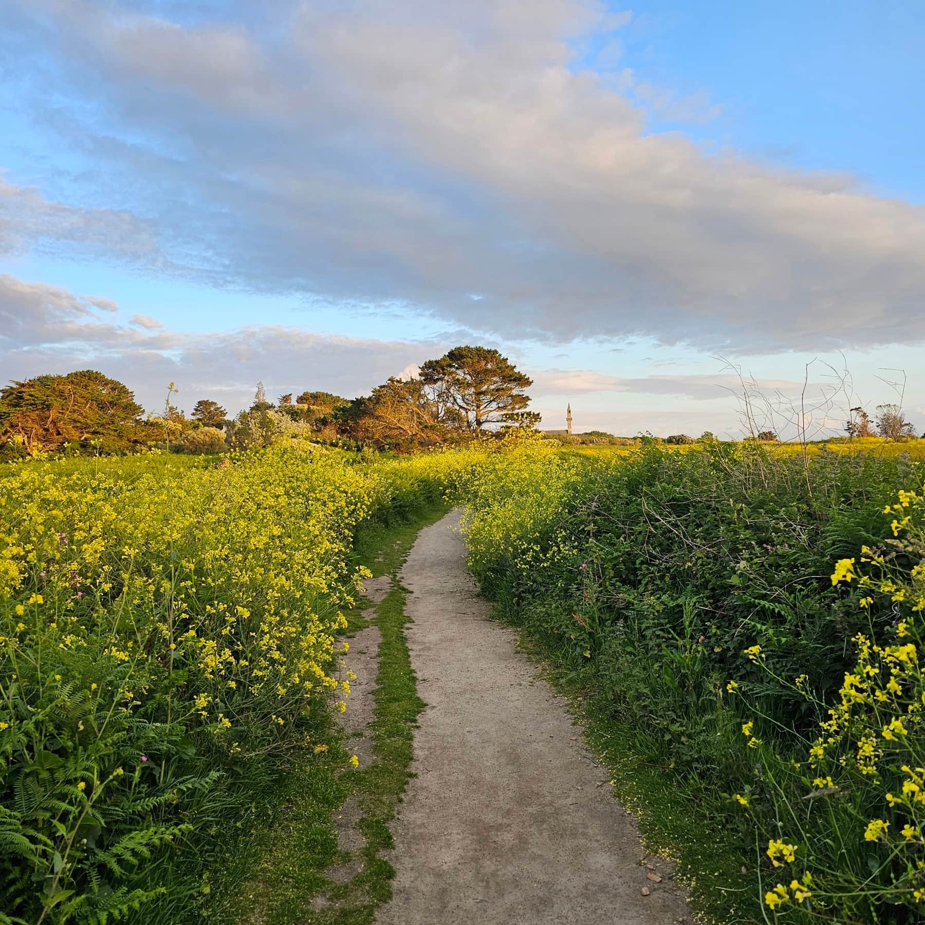 Sentier bordé de fleurs jaunes