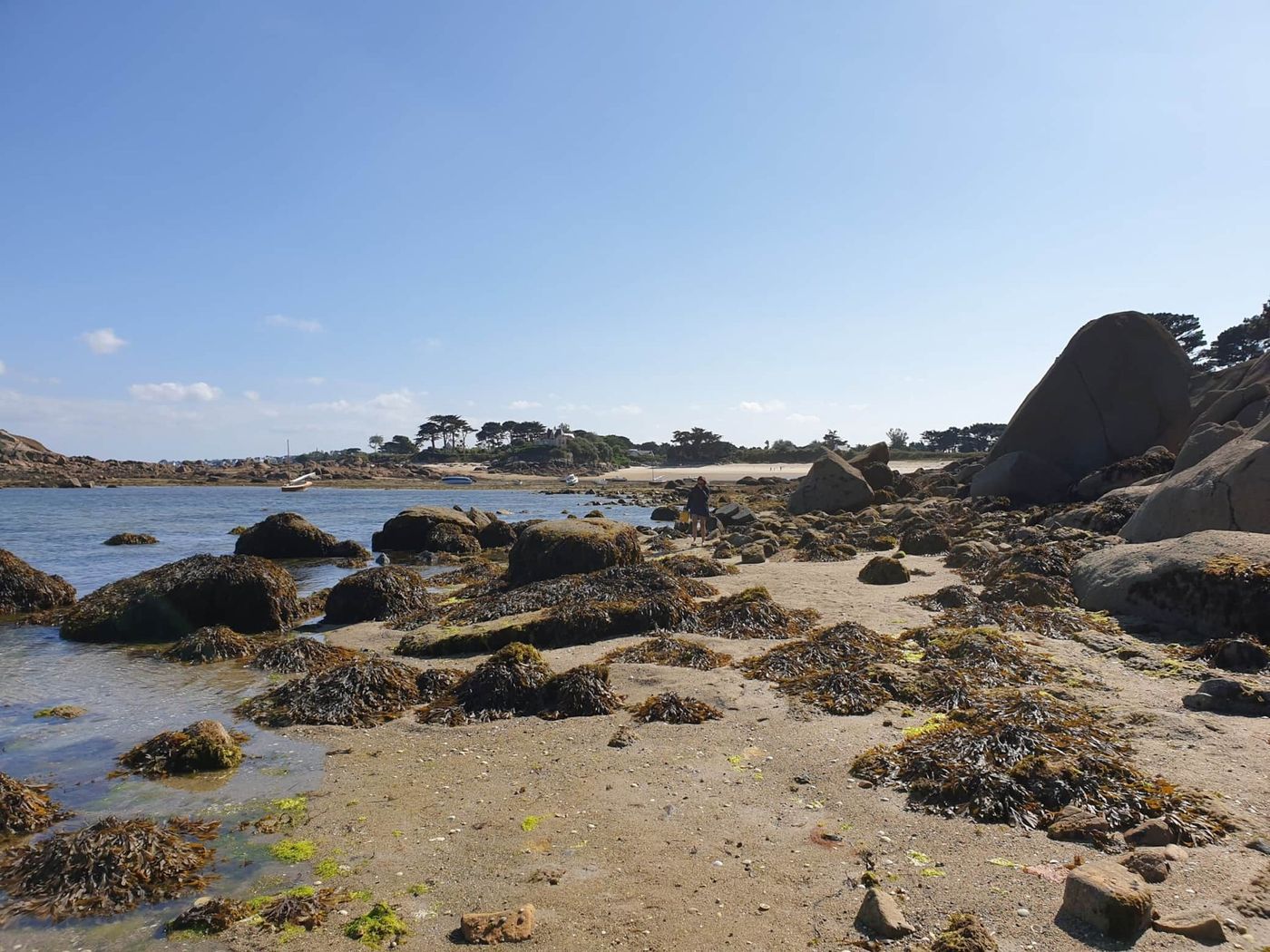 Les rochers et le goémon à marée basse