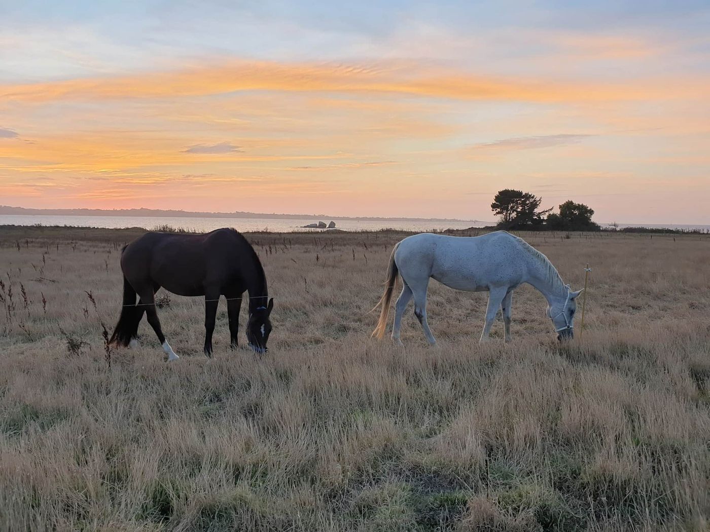 Les chevaux de l'île au couchant